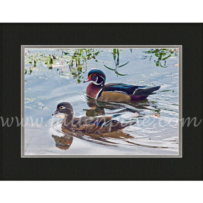 Arkansas Wood Duck2 SP-129