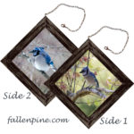 Blue Jay in Spring & Winter