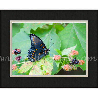 Blackberry Butterfly