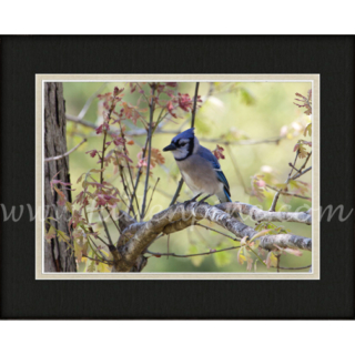 Blue Jay on Oak 2 SP-159