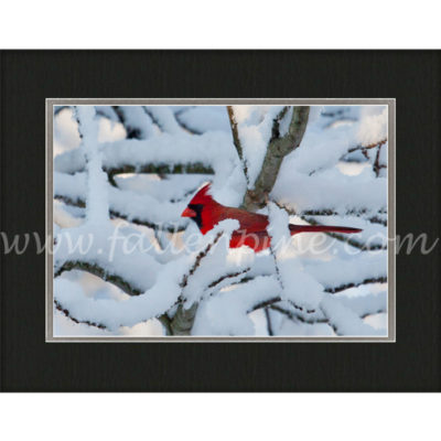 Cardinal Snowy Blanket