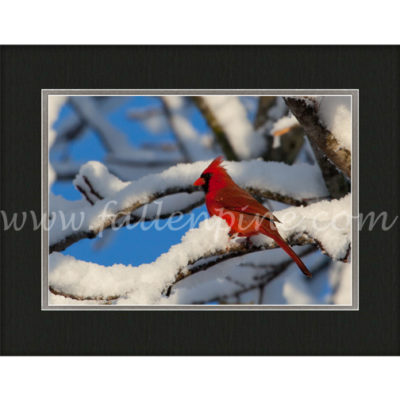 Cardinal, White, & Blue