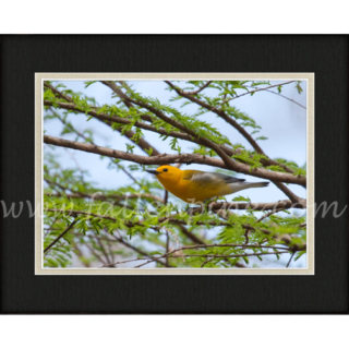 Cypress Perch SP-113