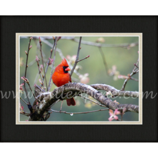 Evening Perch 1 SP-165