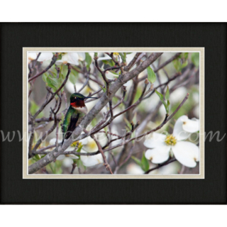 Hummingbird Perch 3 SP-157