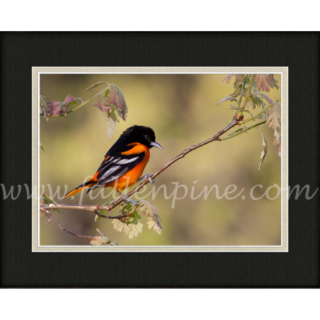 Oriole on Oak 2 SP-168