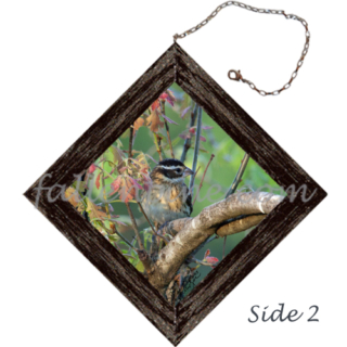 Female Rose-Breasted Grosbeak