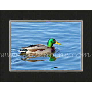 Tranquil Mallard SP-128