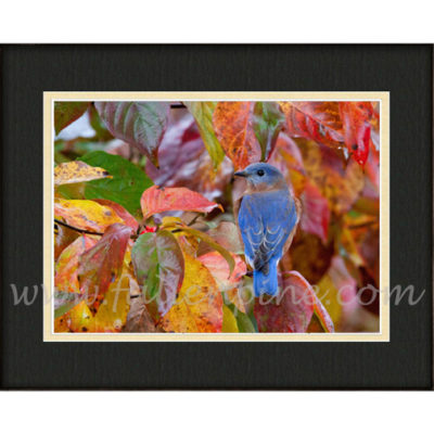 Autumn Bluebird