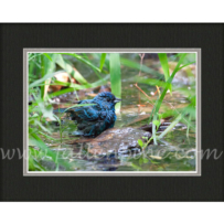 Bathing Bunting SP-3