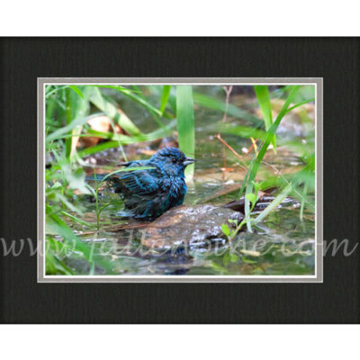 Bathing Bunting