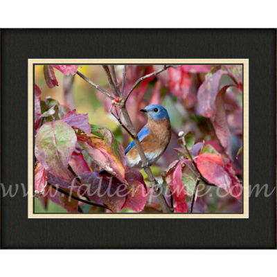 Ozark Bluebird on Dogwood 1