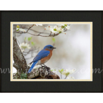 Bluebird on Dogwood 2 SP-36