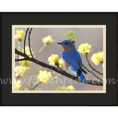 Ozark Bluebird on Sassafras 1