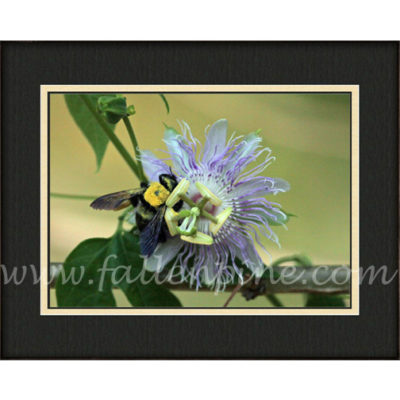 Bumblebee on Passion Flower
