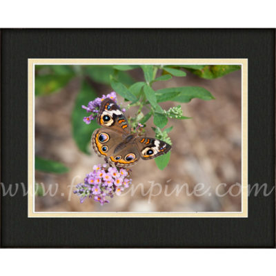 Buckeye on Butterfly Bush