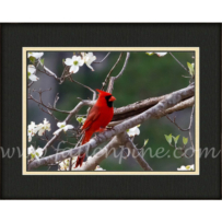 Cardinal on Dogwood SP-43