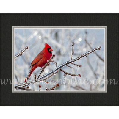 Ozark Cardinal Ice