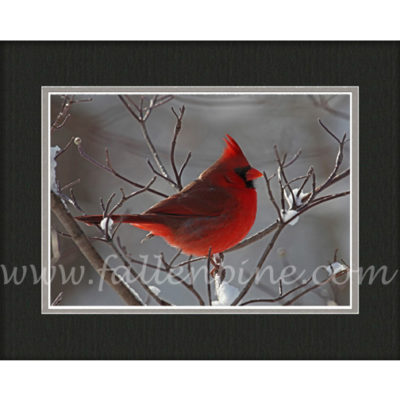 Ozark Cardinal Winter 2