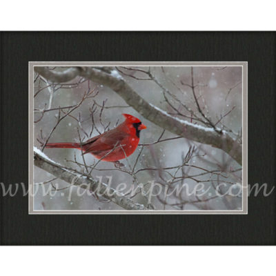 Ozark Cardinal Winter 3