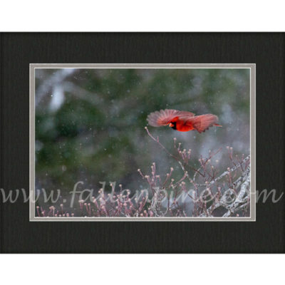 Ozark Cardinal Winter Flight