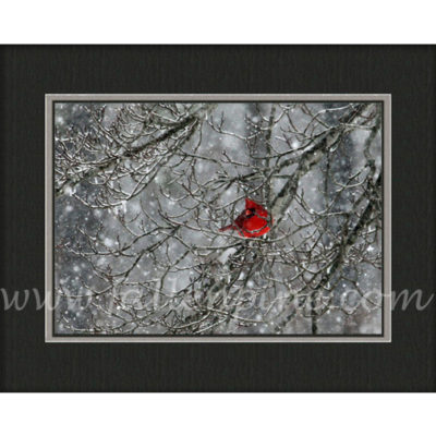 Ozark Cardinal Winter Storm 1