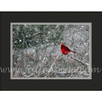 Ozark Cardinal Winter Storm 2