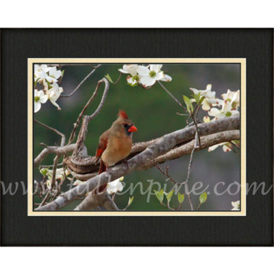 Female Cardinal on Dogwood 1