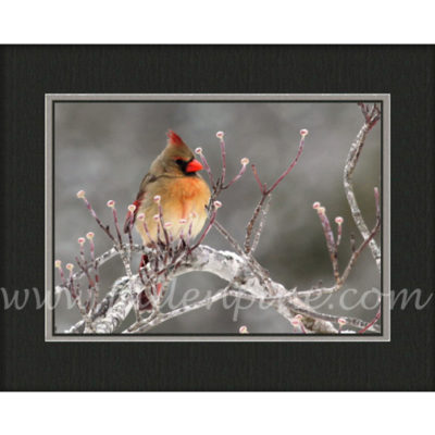 Female Cardinal Winter 1