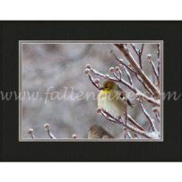 Golden Wintery Finch SP-18