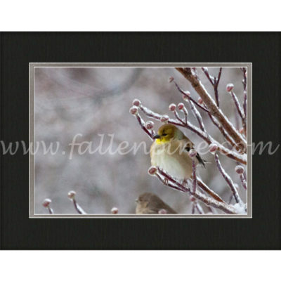 Golden Wintery Finch