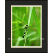 Eastern Pondhawk Dragonfly SP-56