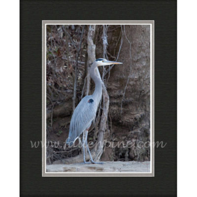 Ozark Heron 2