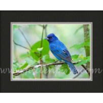 Indigo Bunting SP-62