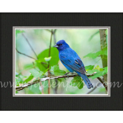 Indigo Bunting in the Ozarks