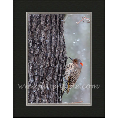 Northern Flicker in Snowfall