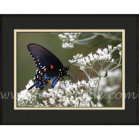 Pipevine Swallowtail SP-65