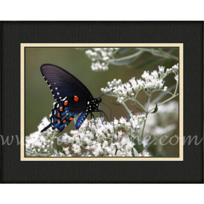 Ozark Swallowtail 2