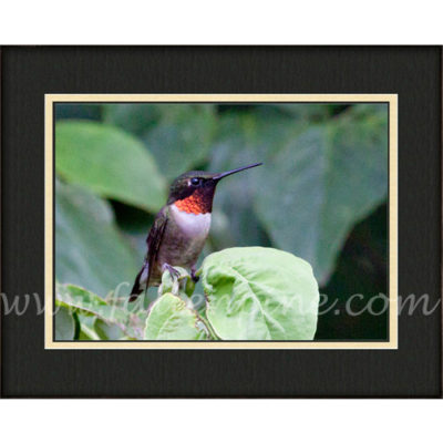 Ruby Throated Hummingbird