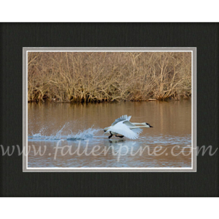 Heber Winter Swan 6 SP-29