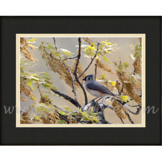 Windy Spring Day SP-81