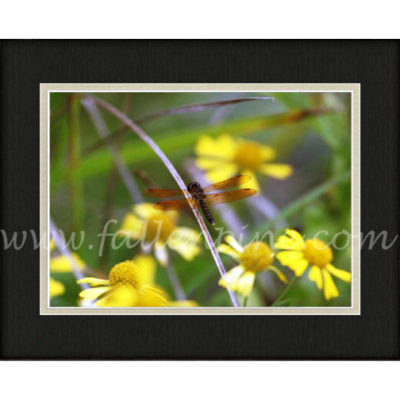 Amberwing Bouquet