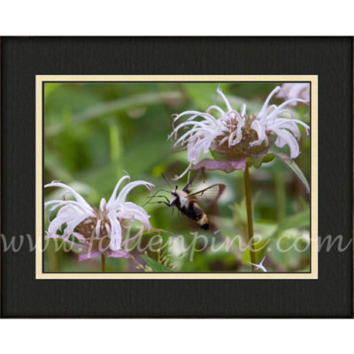 Bumblebee Moth and Bee Balm 2