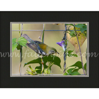 Garden Perch 2 sp-171