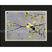 Goldfinch Spring 1 SP-111