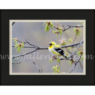 Goldfinch Spring 1 SP-111