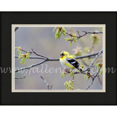 Goldfinch Spring 1