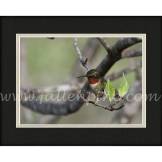 Hummingbird Perch 1 SP-155