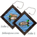 Mallard Duck - Male & Female