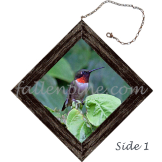 Male Ruby Throated Hummingbird